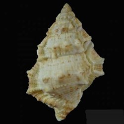 Bursina ignobilis