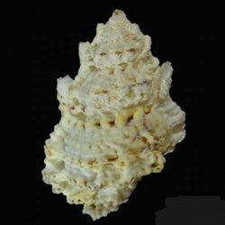 Bursa bufonia