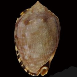 Cypraecassis testiculus senegalensis