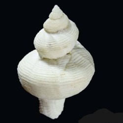 Pyrula eugeniae