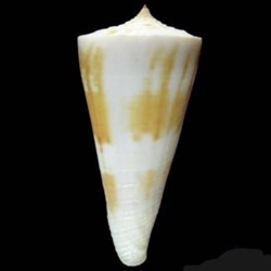 Conus tribblei