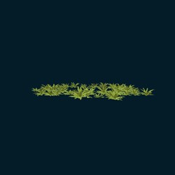 Ferns