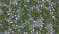 Grass