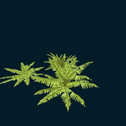 fern