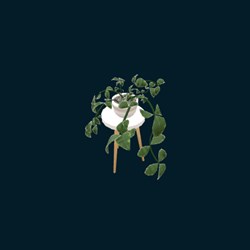 Plante