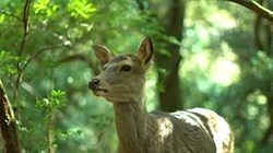 Nature sound
