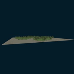 Forest landscape