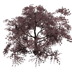 Sakura tree