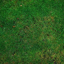 grass