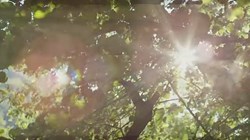 Nature sounds