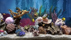 Aquarium