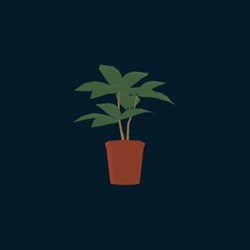 Plante