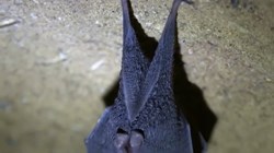 Bruitages de chauves-souris qui volent