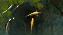Koi fish