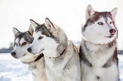 three-siberian-husky-dogs_travelarium