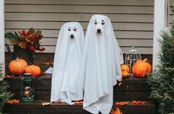 Doggies as ghosts