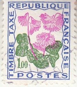 1964 Fleur des champs, soldanelle des Alpes [0102]