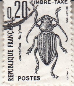 1982 Dorcadion fuliginator