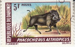 phacochoerus aethiopicus p