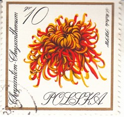 1966 circa polska chryzantem