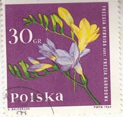 1964 POLSKA Freesia hybrida