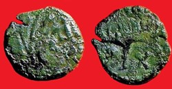 bronze au sanglier