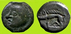 potin à la tête chauve