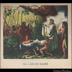 le gui sacré