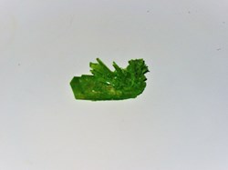GYPSE vert