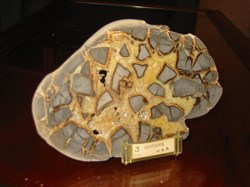 SEPTARIA U.S.A.