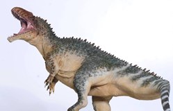 Acrocanthosaurus Tison Zhang, 2021
