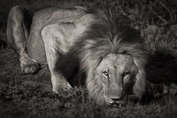 Drinking lion 0415 BOTSWANA