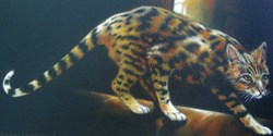 Le chat