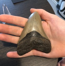Dent de Megalodon