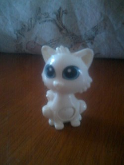 Gato (cat)