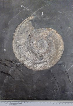 A025 Ammonite dans ardoise pyriteuse