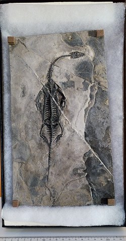 A026 Keishousaurus hui, Chine