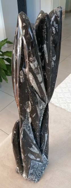Orthocère