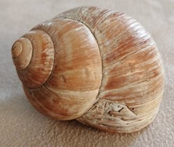 Escargot