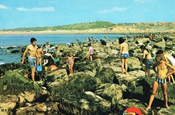 France-Somme-La pêche aux moules
