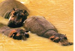 Kenya-Hippos