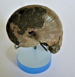 Desmoceras