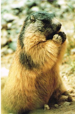 France-Les Alpes-Marmotte