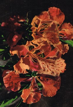 France-Nouvelle Calédonie-Flore