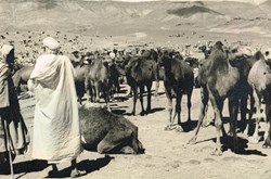 Maroc-Ouarzazate-Marché aux chameaux