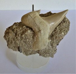Octodus obliquus