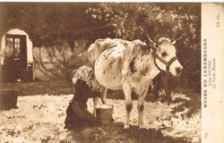 Luxembourg-Musée-La vache blanche