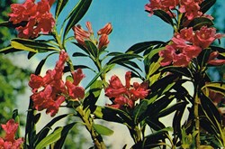 France-Haute Savoie-Fleurs
