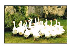 France-Le Périgord