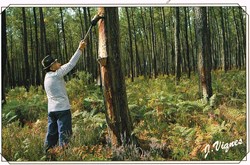 France-Landes-Gemmage